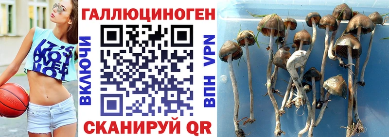 Купить где  Люберцы  Псилоцибиновые грибы Psilocybine cubensis 